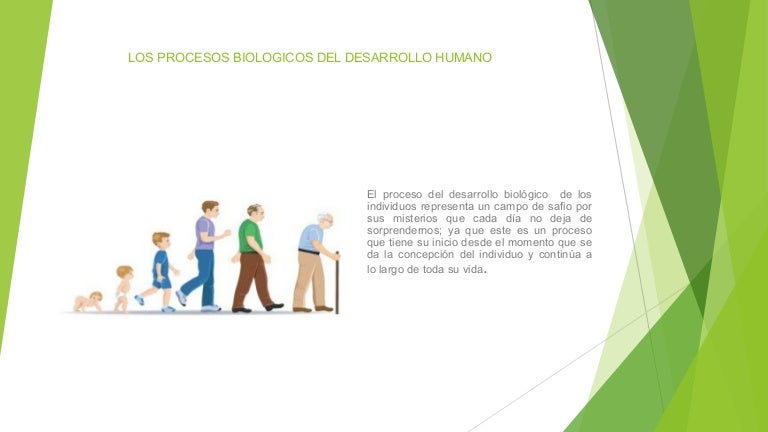 Los procesos biologicos del desarrollo humano (1)