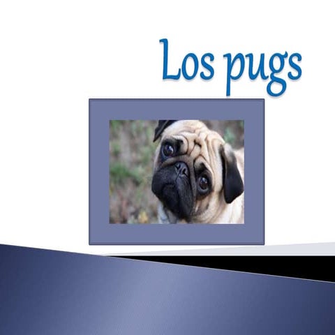 Pugs (2) | PPTX