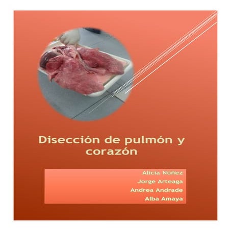 Disección del pulmón de una vaca
