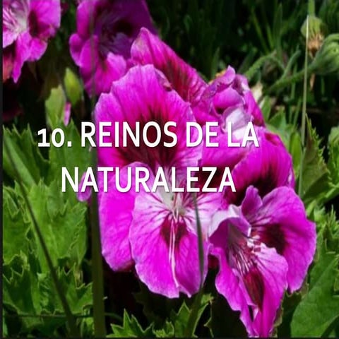 Reinos de la naturaleza | PPTX