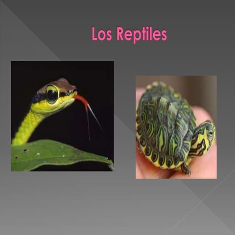 Los reptiles