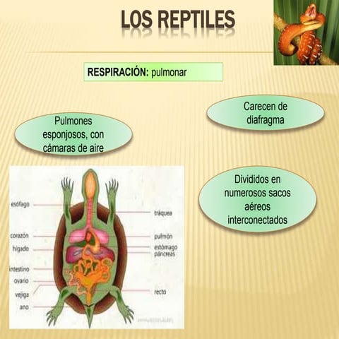 Los reptiles