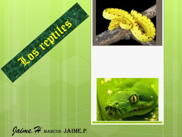 Porque Los Reptiles Reciben Ese Nombre