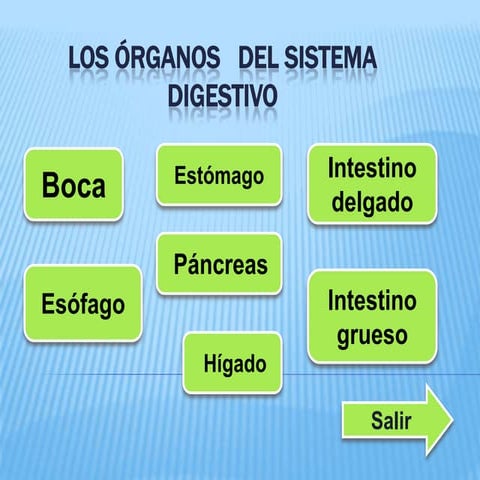 Los órganos   del sistema digestivo 22 si