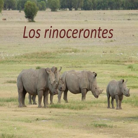 Los rinocerontes en extinción