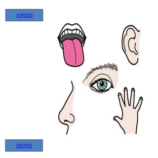 Los sentidos