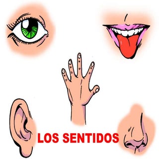 Los sentidos.