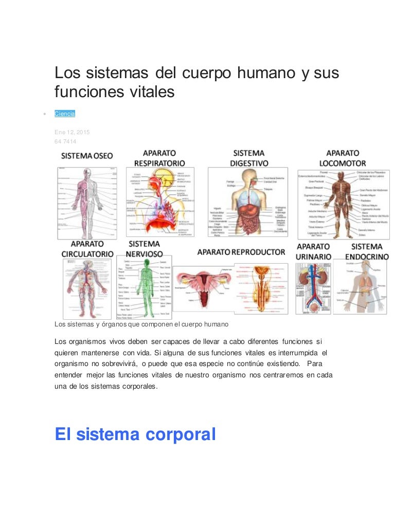 images Imagenes Del Cuerpo Humano Con Sus Organos Vitales los sistemas del cuerpo humano y sus