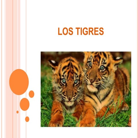 Los tigres