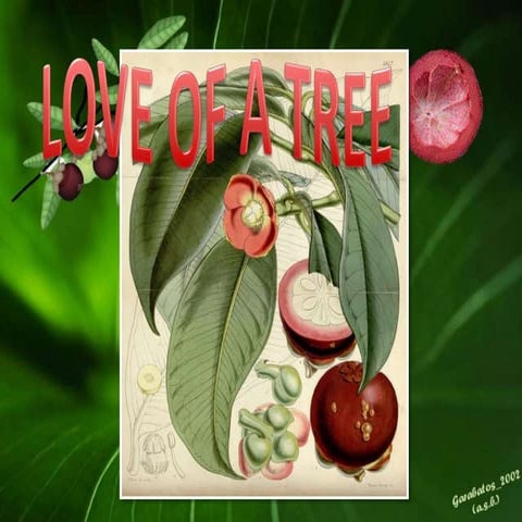 Love Of A Tree. (Purple magosteen / Mangostán)