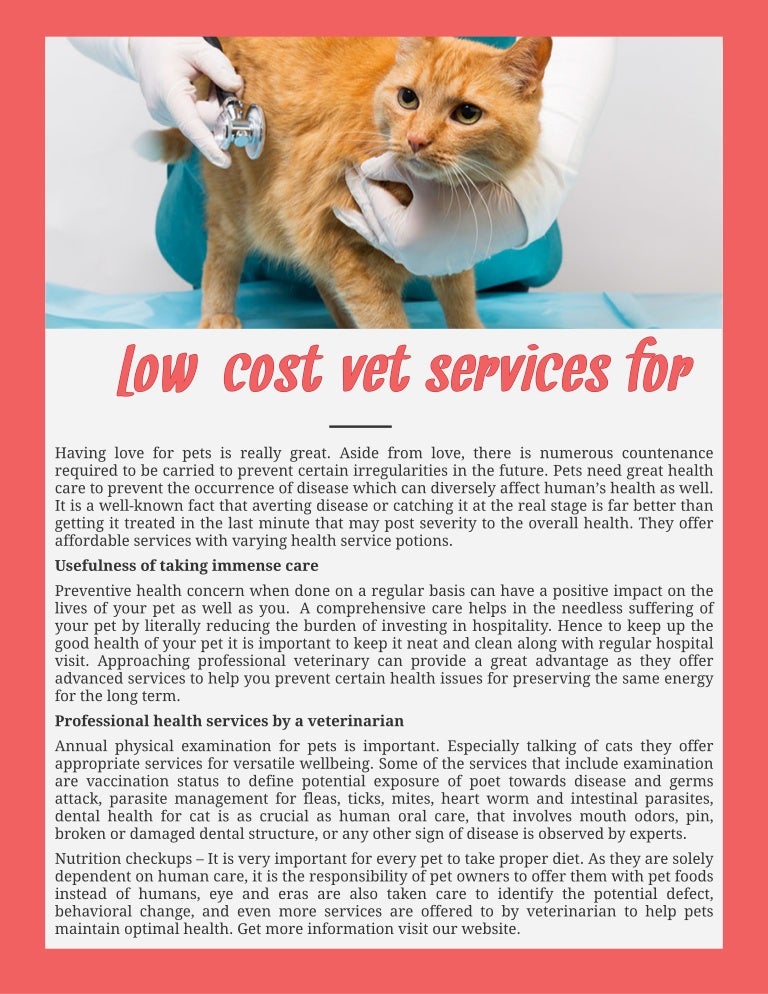 what breed of dog is doge