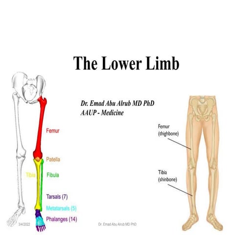 Lower extremity grays