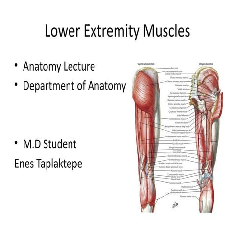 Lower_Extremity_Muscles_Anatomy extremity.pptx