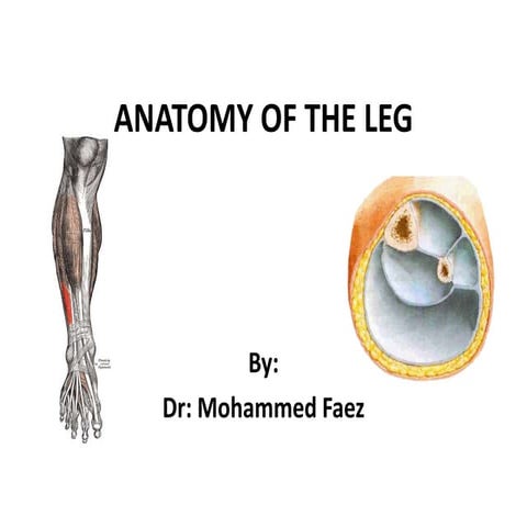 Lower Limb Leg