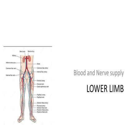 lower limb blood and nerve supply..pptx
