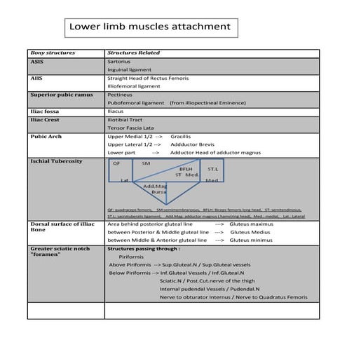 Lower limb muscles attachment