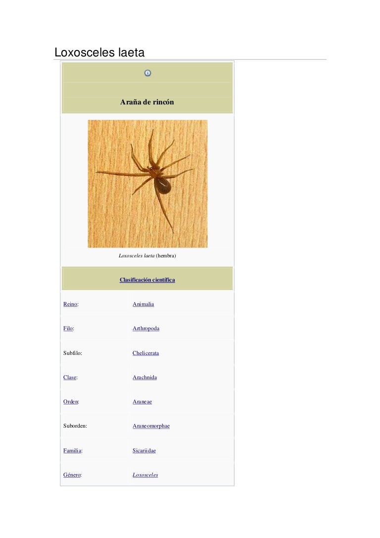 Loxosceles laeta (araña del rincon)