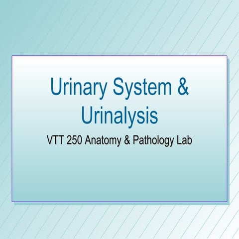 Lp 16 urinary system & urinalysis 2008