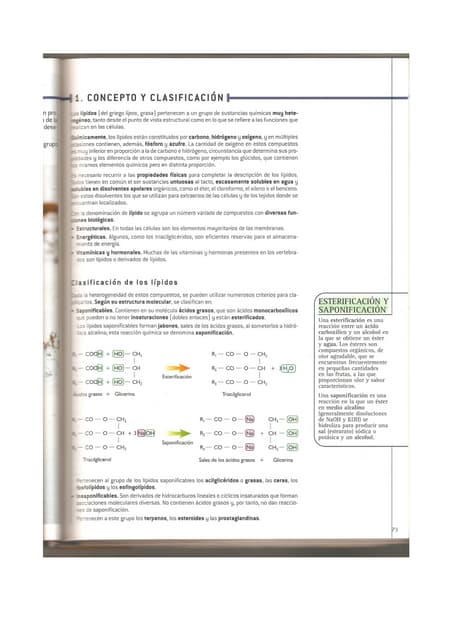 Lípidos sm