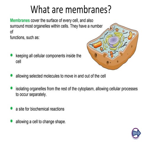 Plasma membrane