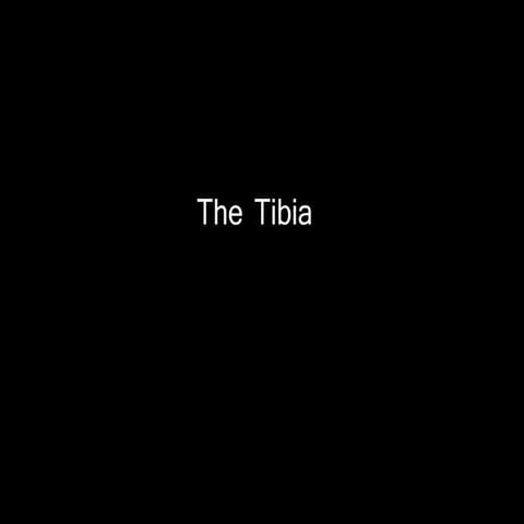 Slideshow: Tibia