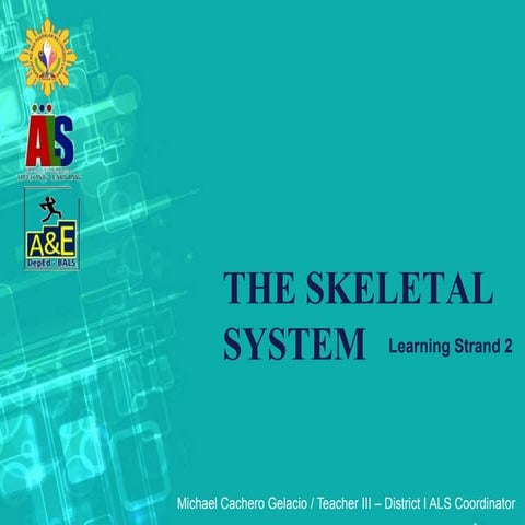 LS 2 4 The Skeletal System