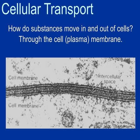 (LS)Honors-Cell__Transport Introduction and concepts