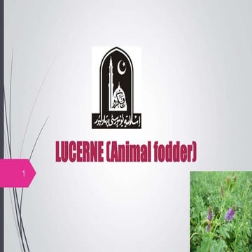 Lucerne animal fodder