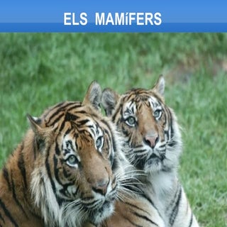 Els mamífers