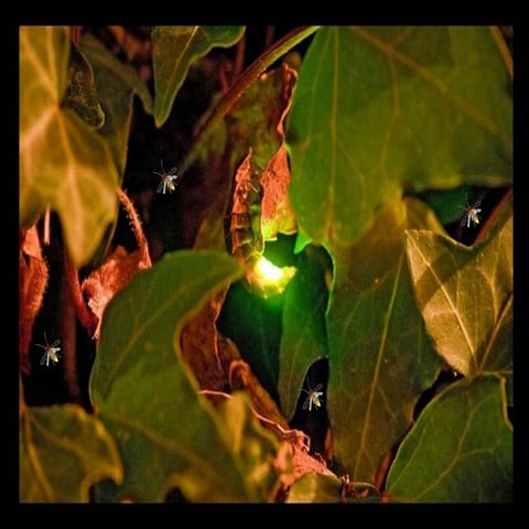 Luciérnagas. Fireflies