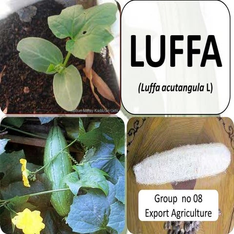 Luffa