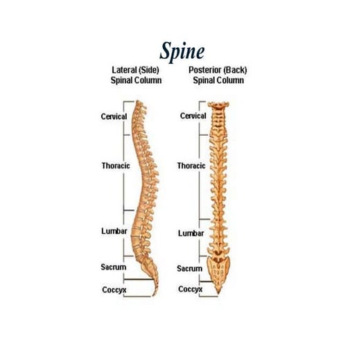 Lumbar and sacral Biomechanics