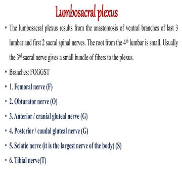 Lumbosacral plexus lumbo sacral plexus-1.pptx
