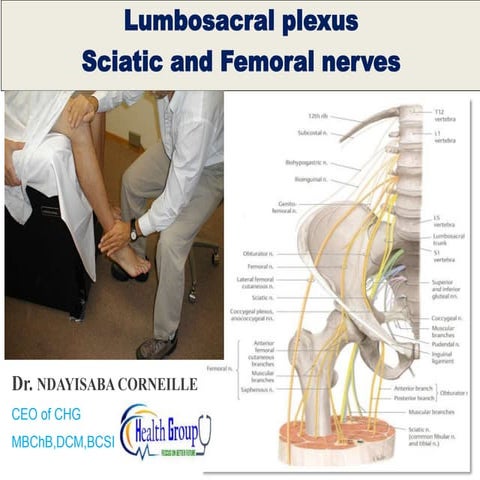 LUMBOSACRAL PLEXUS.ppt