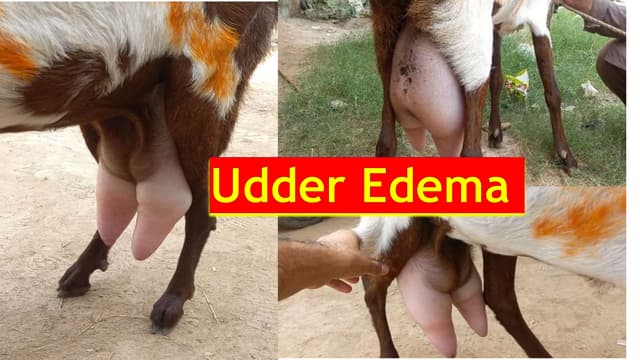 udder edema in goats