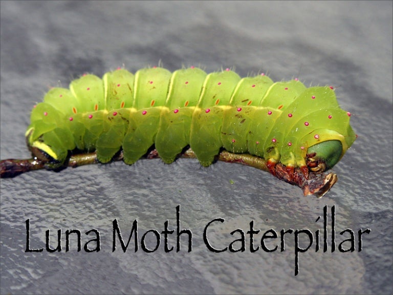 Luna Moth Caterpillar Luna Moth Caterpillar