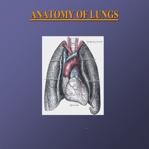 Lung anatomy.