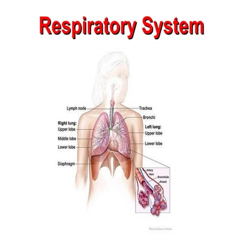 Lung pathology 1