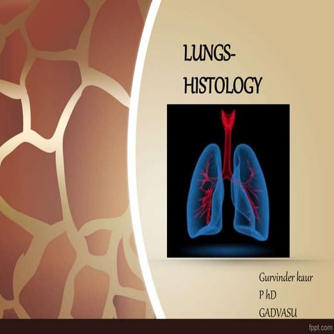 Lungs -Histology