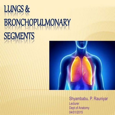 Lungs & bronchopulmonary segments