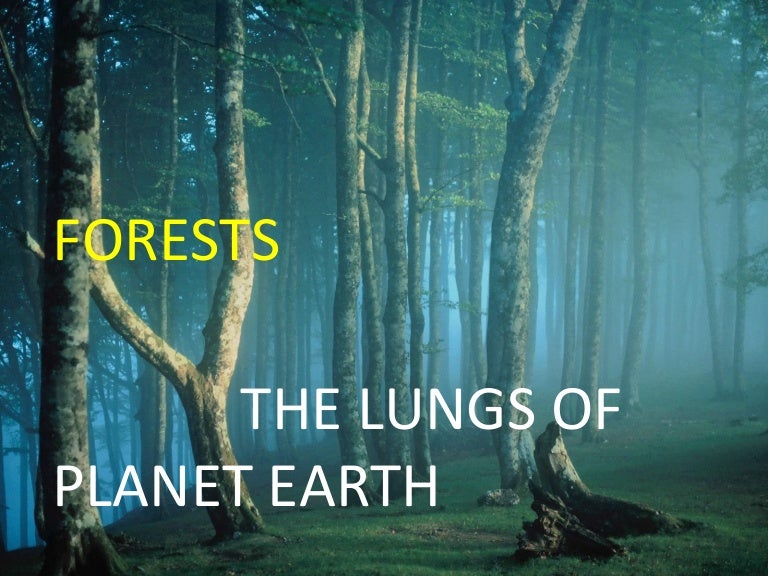 Lungs of the earth