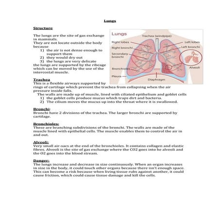 AQA Biology As level Lungs revision booklet 