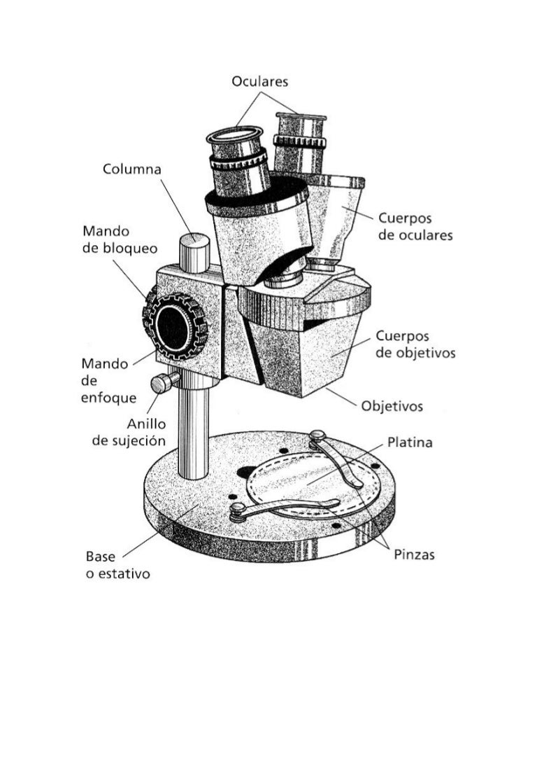 Lupa binocular
