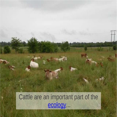 What's Happening at Kerr Ranch: Livestock