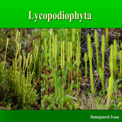 Lycopodiophyta