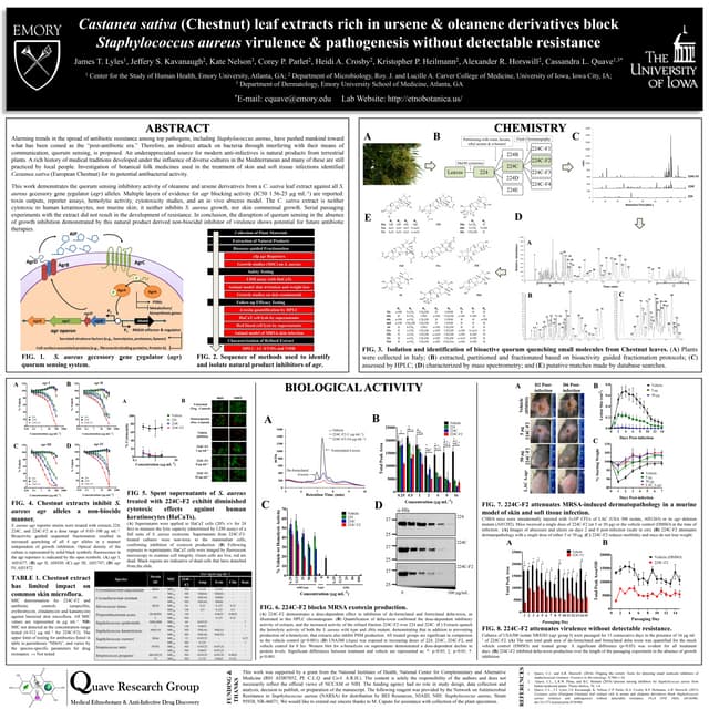Chestnut leaf extracts disarm MRSA - 2015