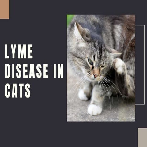 Picture of Lyme Disease in Cats | PPTX