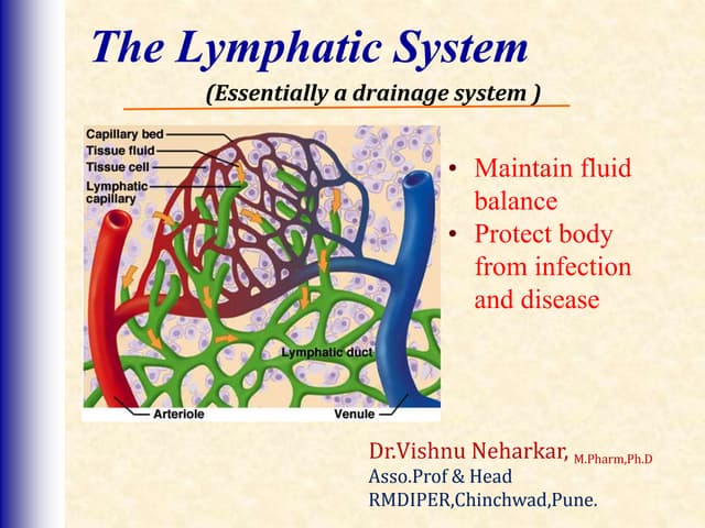 Lymphatic system