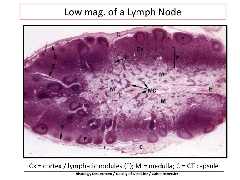 Lymphatic - Prac. Histology