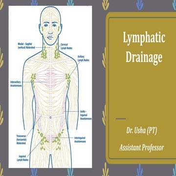 Lymphatic system of upper and lower limbs in human body